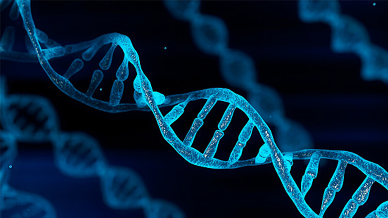 deoxyribonucleic acid